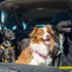 Leaving a Dog in the Car: The Effects of High and Low Temperatures